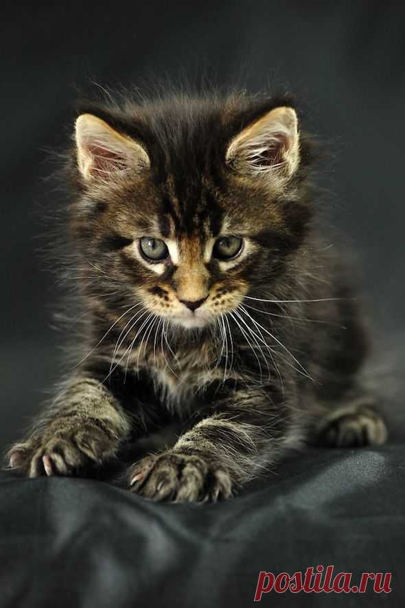 Good Morning Kitten - India's Kittens Part 6: Odin [redux] - July 10, 2012