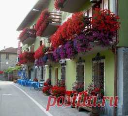 Хотите чтобы герань пышно цвела круглый год? - ПОИТЕ ЕЕ БРАЖКОЙ! 
Сохраните, чтобы не потерять!
Цветение будет продолжаться практически круглый год! Растение станет мощным, сильным, практически не будет подвержено солнечным ожогам, будет легко переносить жару и не будет болеть.
Состав эликсира очень прост и доступен:
Вода - 2,7 л
Дрожжи - 100 г
Сахар - 0,5 стакана
А вот, собственно, и сам рецептик:
В трехлитровую банку залейте 2,6-2,7 л отстоянной воды без хлора.
Разведите в теплой воде д