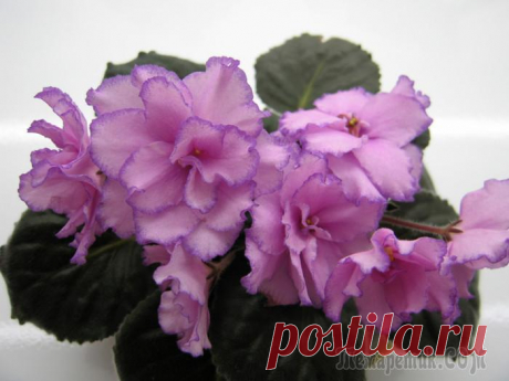 Размножение фиалок листом