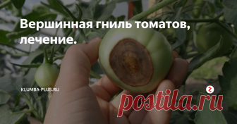 Вершинная гниль томатов, лечение. Вершинная гниль томатов – это распространенное неинфекционное заболевание, которое связано с нарушением питания растений и проявляется в основном на плодах. Вершинная гниль может появиться  у плодов в любой стадии развития, только начавшей расти завязи, в сформированных зеленых плодах или в стадии спелости.
При появлении болезни вначале на макушке плода появляется темное пятнышко, которое постепен