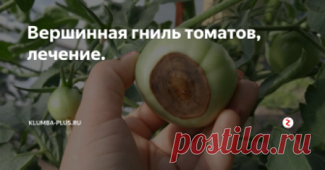 Вершинная гниль томатов, лечение. Вершинная гниль томатов – это распространенное неинфекционное заболевание, которое связано с нарушением питания растений и проявляется в основном на плодах. Вершинная гниль может появиться  у плодов в любой стадии развития, только начавшей расти завязи, в сформированных зеленых плодах или в стадии спелости.
При появлении болезни вначале на макушке плода появляется темное пятнышко, которое постепен