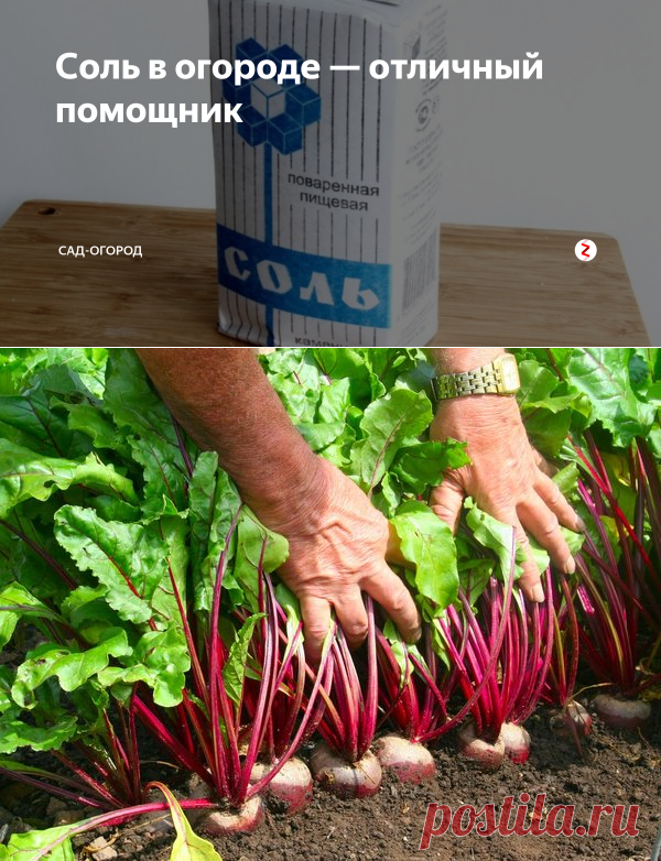 Соль в огороде — отличный помощник | Зик&Зак | Яндекс Дзен