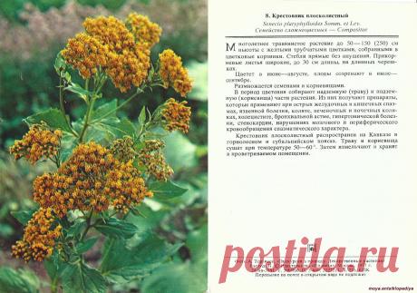 Крестовник плосколистный