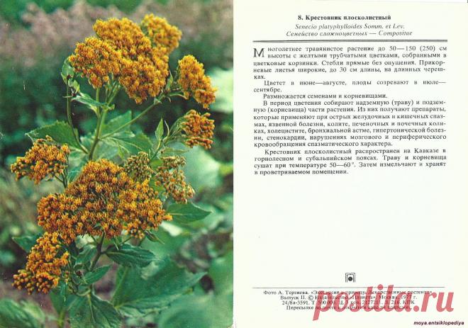 Крестовник плосколистный