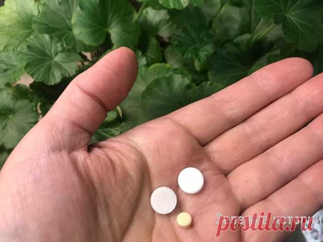 Добавьте 3 таблетки на литр воды и даже ослабленный и чахлый цветок моментально оживет (рецепт из советского журнала) | Зелёные истории | Дзен