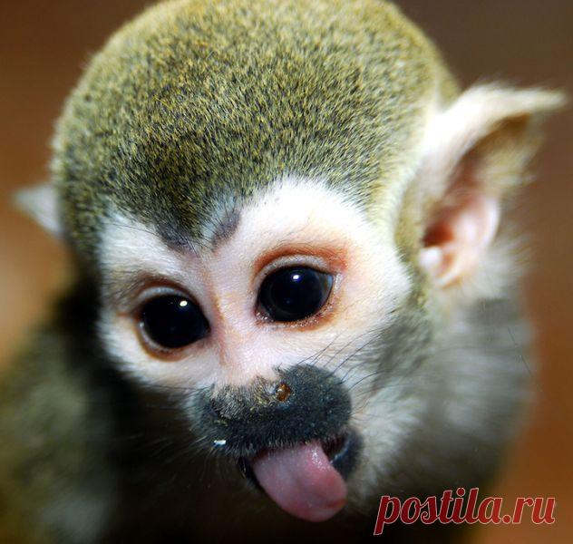 обезьянка