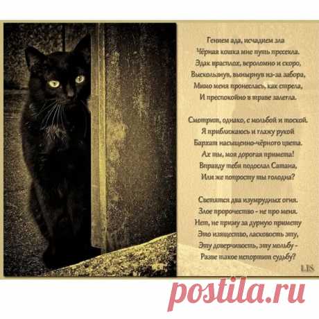 Визит | ИсторииРыжегоКота | Яндекс Дзен