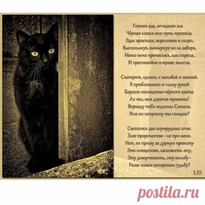 Визит | ИсторииРыжегоКота | Яндекс Дзен