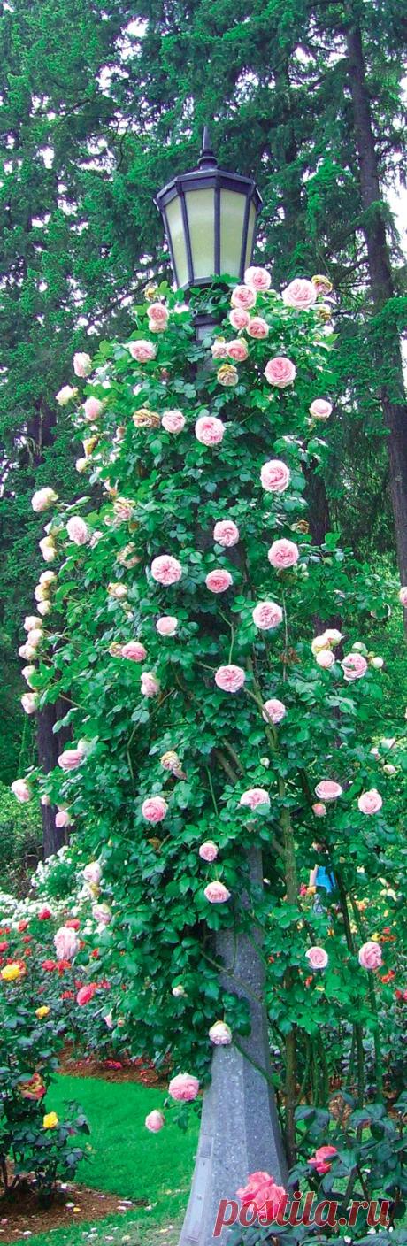 Do You Have Climbing Roses?
