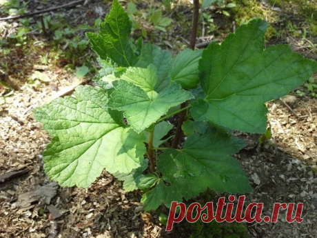 Чем подкормить смородину весной и сколько раз это делать за сезон? Начнём с весны. В это время для смородины необходимы удобрения с содержанием азота.