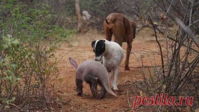 Детеныш трубкозуба, который считает себя собакой / Питомцы