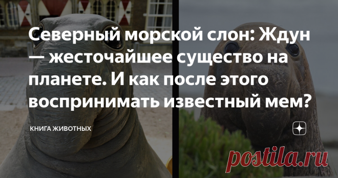 Северный морской слон: Ждун — жесточайшее существо на планете. И как после этого воспринимать известный мем? Прототип ждуна это кровавый тиран. Демон во плоти. Не сыскать более безумного зверя.