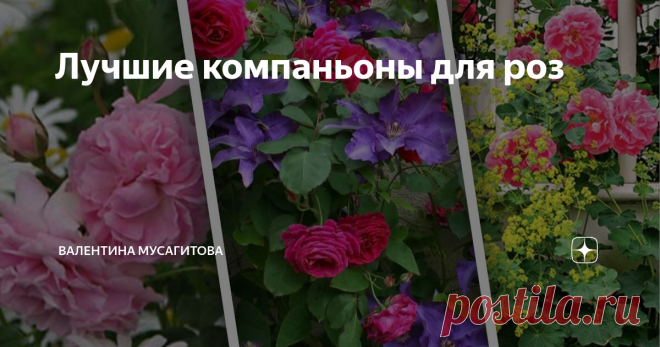 Лучшие компаньоны для роз