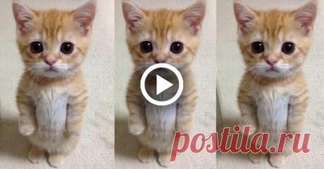 Котенок терпеливо ждет, пока хозяин убирает его место