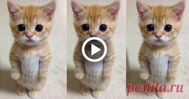 Котенок терпеливо ждет, пока хозяин убирает его место