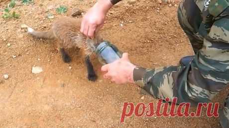 Спасение лисенка, застрявшего головой в банке Животные из-за своего природного любопытства порой попадают в передряги, из которых самостоятельно они уже выбраться не могут. Именно в такой ситуации оказался маленький лисенок, который залез головой в стеклянную бан...