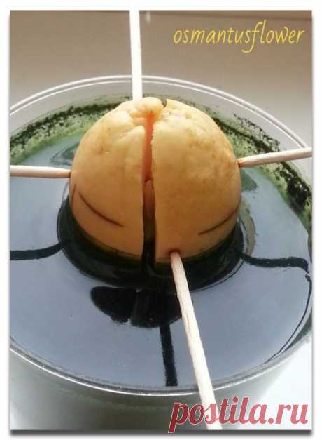 Совсем некосметический пост. Или сказ о том, как мы выращиваем авокадо.