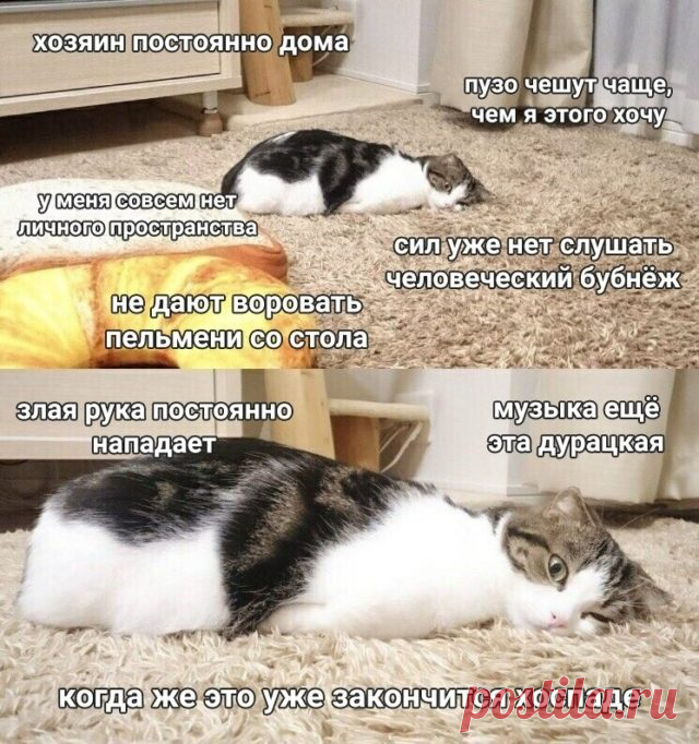 Коты, уставшие от людей, сидящих дома на карантине (18 мемов)