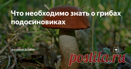 Что необходимо знать о грибах подосиновиках Сентябрь благодатная грибная пора. Отошли знойные летние дни, понизились среднесуточные температуры, по утрам появились обильные росы. Снизилась активность насекомых. Все эти факторы способствуют обильному росту грибов, гораздо меньше подверженных поражению насекомыми. 
Растут подосиновики в лиственных и смешанных лесах. Чаще встречаются в осинниках ближе к молодым осинкам. Любят тенистые места.