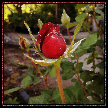 Мерцающая роза в блеске - Открытки с цветами - Анимационные открытки картинки