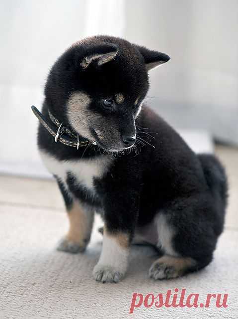 Do you like my new collar?....I don't!! | Flickr - Photo Sharing!