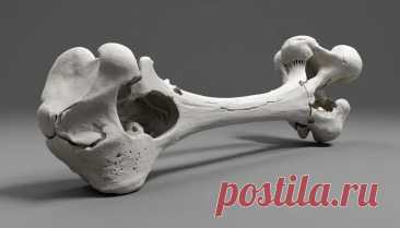 Строение трубчатой кости: анатомия от надкостницы до костного мозга. | PortalBio