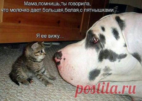 ((((Положительное Настроение))))
Петр Рубашкин