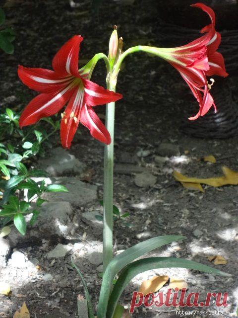 Мой Амариллис. Можно ли сажать в саду?.