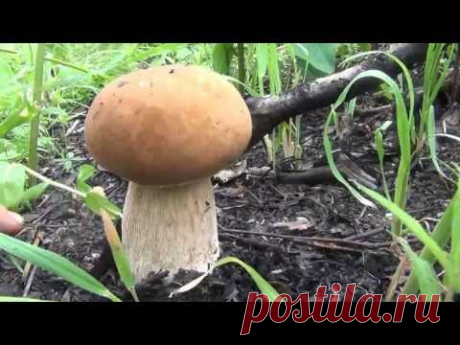 Массовый сбор Белого гриба и секреты сбора. Boletus Edulis. Видео высокой чёткости. - YouTube
