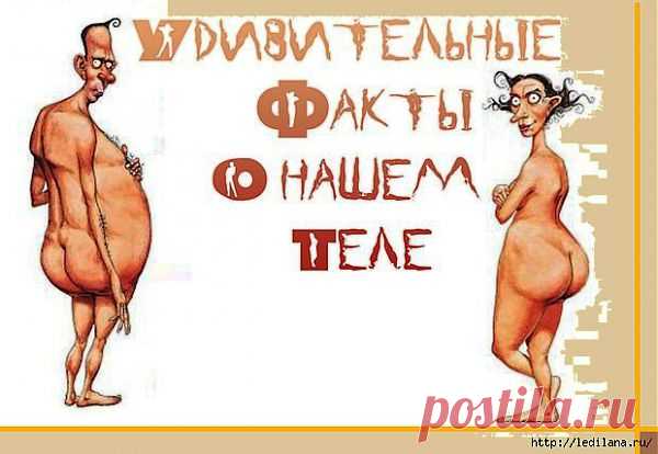 Удивительные факты о теле человека.
