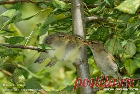 Фотоконкурс «Дикая природа России - 2014» | Страница 18