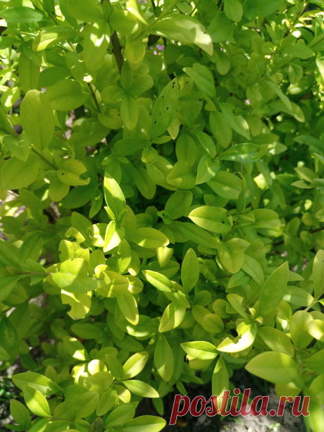 Бирючина обыкновенная &quot;Ауреа&quot; (Ligustrum vulgare &quot;Aurea&quot;)