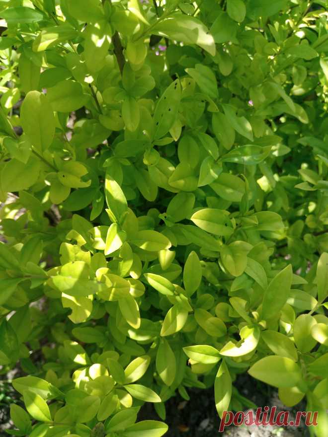 Бирючина обыкновенная "Ауреа" (Ligustrum vulgare "Aurea")