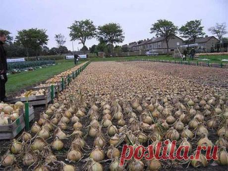 (57) Одноклассники