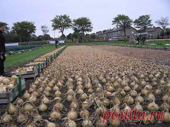 (70) Одноклассники