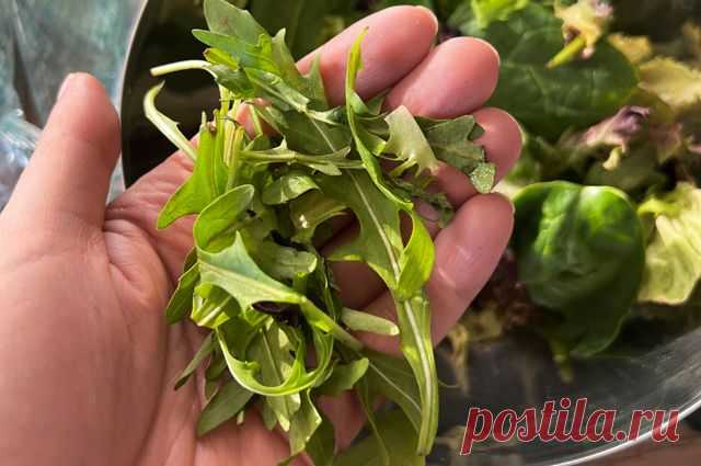 Влияет на сахар. Чем полезна руккола и кому от нее лучше воздержаться | Продукты и напитки | Кухня | Аргументы и Факты