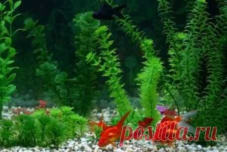 Как менять воду в аквариуме | ДОМАШНИЕ ЛЮБИМЦЫ