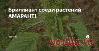 Бриллиант среди растений - АМАРАНТ! Что это такое и с чем его едят?
Все огородники и садоводы сталкивались с видом дикого амаранта, в народе называемым - щирица.
Культурные его сорта можно смело назвать «зерном XXI века». 
Это едва ли не самое высокобелковое растение, превосходящее по содержанию белка сою, гречиху, коровье молоко, не говоря уже о зерновых. Из 20-ти видов всех аминокислот, существующих в природе, амарант включает 18!