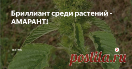 Бриллиант среди растений - АМАРАНТ! Что это такое и с чем его едят?
Все огородники и садоводы сталкивались с видом дикого амаранта, в народе называемым - щирица.
Культурные его сорта можно смело назвать «зерном XXI века». 
Это едва ли не самое высокобелковое растение, превосходящее по содержанию белка сою, гречиху, коровье молоко, не говоря уже о зерновых. Из 20-ти видов всех аминокислот, существующих в природе, амарант включает 18!
