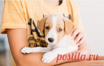 «Прости меня»: как извиниться перед собакой Собаки &mdash; одни из самых эмпатичных животных на планете. Они чувствуют наши эмоции, улавливают малейшие изменения в тоне голоса, движениях, выражении лица. Но понимают ли они суть извинения &mdash; это вопрос, который волнует не только владельцев, но и ученых.Когда мы хотим извиниться...