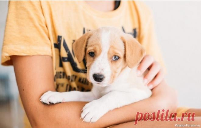 «Прости меня»: как извиниться перед собакой Собаки — одни из самых эмпатичных животных на планете. Они чувствуют наши эмоции, улавливают малейшие изменения в тоне голоса, движениях, выражении лица. Но понимают ли они суть извинения — это вопрос, который волнует не только владельцев, но и ученых.Когда мы хотим извиниться...