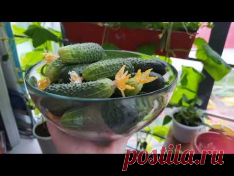 Огурцы на балконе. Мой опыт выращивания