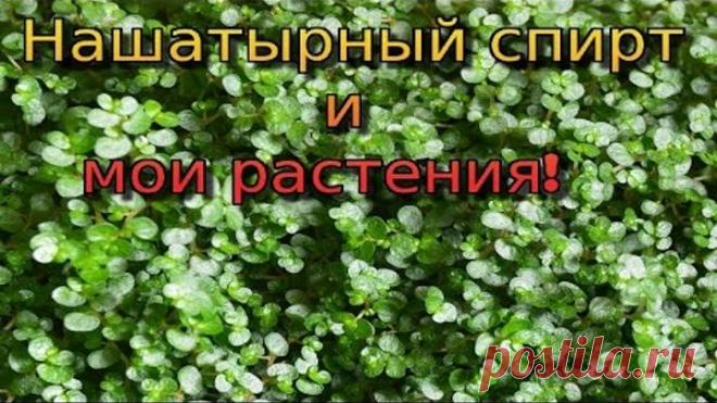 Мои цветы! Полив растений раствором аммиака