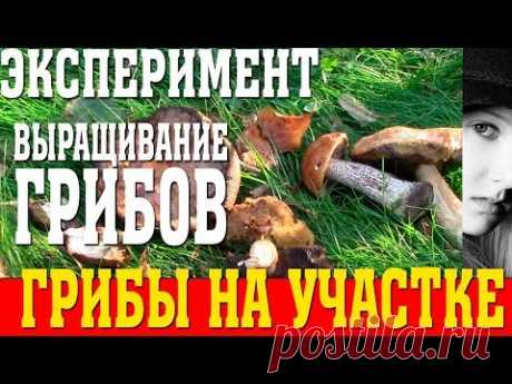 ВЫРАЩИВАНИЕ БЕЛЫХ ГРИБОВ БОРОВИКОВ И КРАСНОГОЛОВИКОВ В ДОМАШНИХ УСЛОВИЯХ КАК БИЗНЕС ИДЕЯ