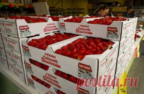 Strawberry growers await result of UC Davis court fight | SLO County | The Tribune