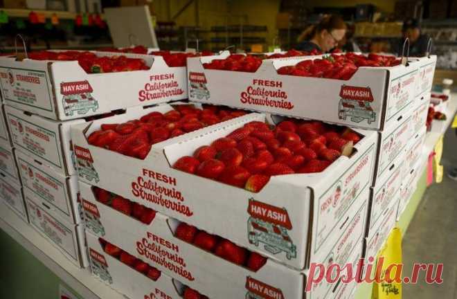 Strawberry growers await result of UC Davis court fight | SLO County | The Tribune