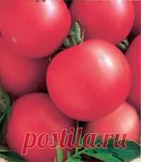 Розовые помидоры: сорта  | ВО САДУ И В ОГОРОДЕ Розовые помидоры: сорта для богатого урожая, их особенности и популярные сорта различного срока созревания