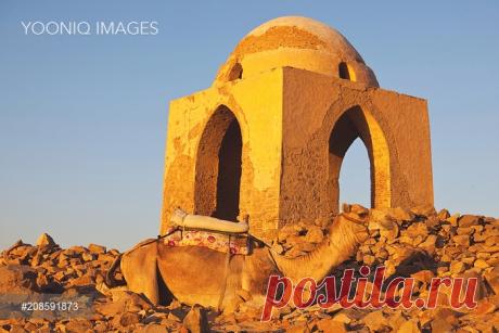 Camel - YOONIQ Images - Stock photos, Illustrations & Video footage