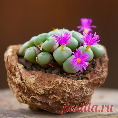 7 растений, с которыми можно забыть о поливе