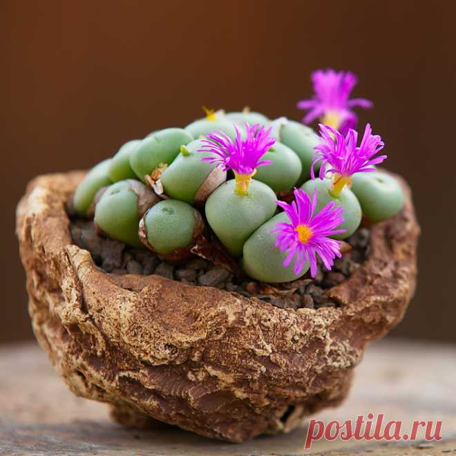 7 растений, с которыми можно забыть о поливе